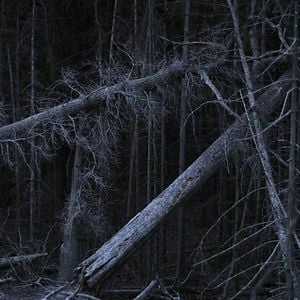 Photo Acid Forest