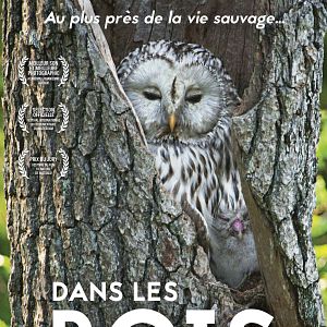 Photo Dans les bois