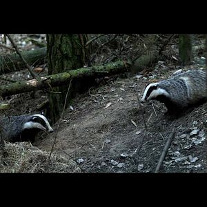 Photo Dans les bois