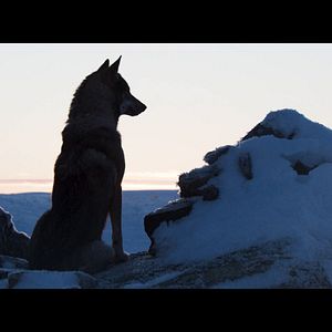 Photo Aïlo : une odyssée en Laponie