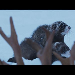Photo Aïlo : une odyssée en Laponie