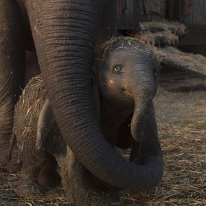Photo Dumbo