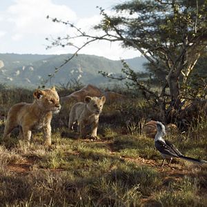Photo Le Roi Lion