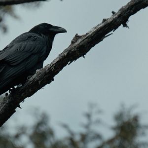 Photo La Baleine & le corbeau