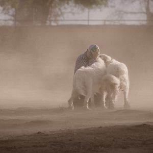 Photo Tout est possible (The biggest little farm)