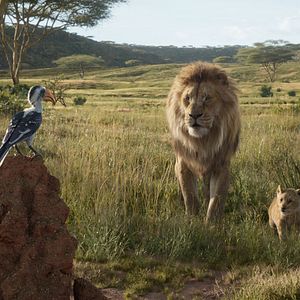 Photo Le Roi Lion