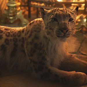 Photo His Dark Materials : À la croisée des mondes