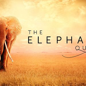 Photo The Elephant Queen