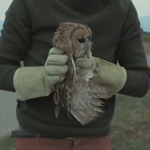 Photo L'Île Aux Oiseaux