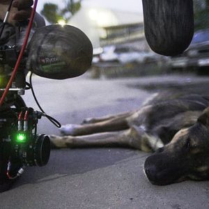 Photo Space Dogs