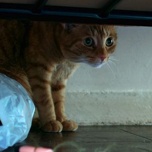 Photo Un chat dans le mur