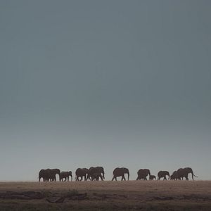 Photo The Elephant Queen