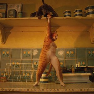 Photo Cats