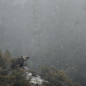 Photo Ours simplement sauvage