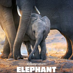 Photo Eléphants
