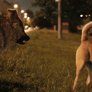 Photo Space Dogs