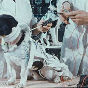 Photo Space Dogs