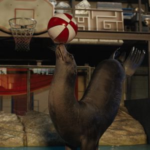 Photo Le Seul et unique Ivan