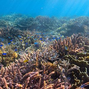 Photo David Attenborough : une vie sur notre planète