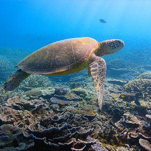 Photo David Attenborough : une vie sur notre planète