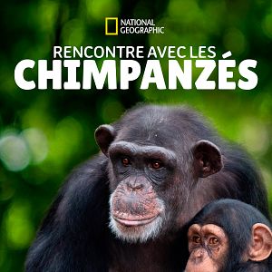 Photo Rencontre avec les chimpanzés