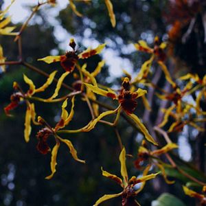Photo Homo Botanicus