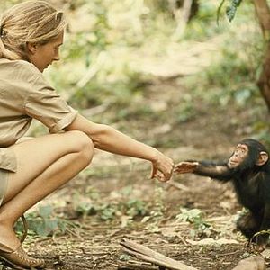 Photo Rencontre avec les chimpanzés
