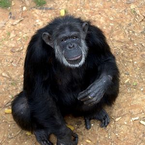 Photo Rencontre avec les chimpanzés
