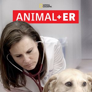 Photo Urgences Animales