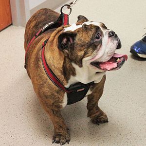 Photo Urgences Animales