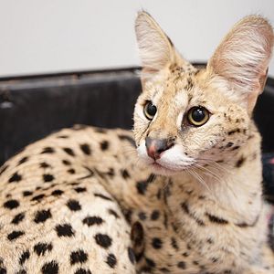 Photo Urgences Animales