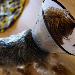 Photo Urgences Animales