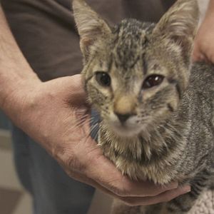 Photo Urgences Animales