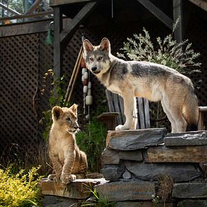Photo Le Loup et le Lion