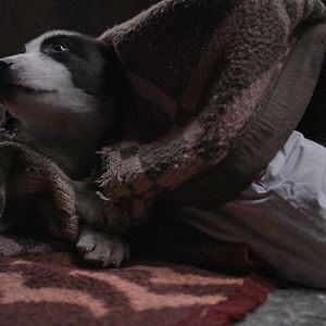 Photo Stray