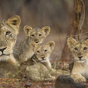 Photo Destination Wild : Inde à l'État Sauvage