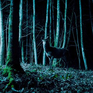Photo Hunted