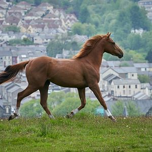 Photo Dream Horse