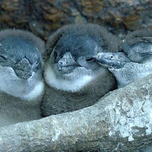 Photo Le Cap des manchots