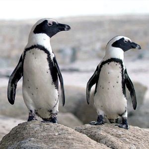 Photo Le Cap des manchots