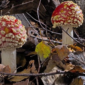 Photo Fantastic Fungi