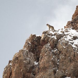 Photo La Panthère des neiges