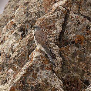 Photo La Panthère des neiges