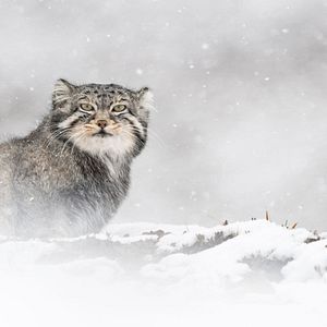 Photo La Panthère des neiges
