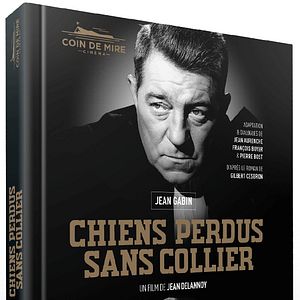 Photo Chiens perdus sans collier