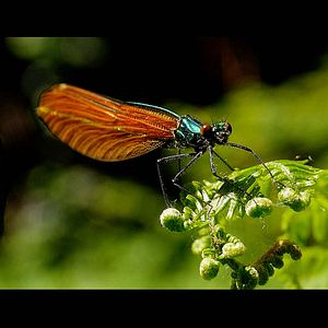 Photo Permaculture en France, un Art de vivre pour demain