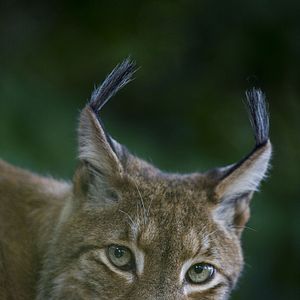 Photo Lynx