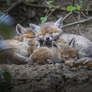 Photo Lynx