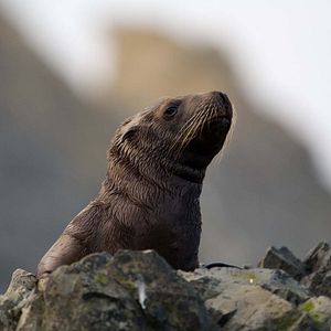 Photo Grandir dans le monde animal