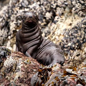 Photo Grandir dans le monde animal